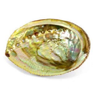 Healing Light Online Psychic Readings and Merchandise Abalone Shell