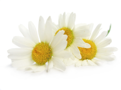 Healing Light Online Psychic Readings and Merchandise Organic Chamomile 2ml Essential Oil by Oils4life