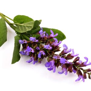 Healing Light Online Psychic Readings and Merchandise Organic Clary Sage 10ml Essential Oil by Oils4life