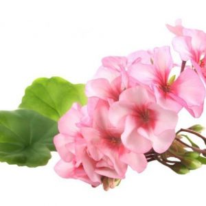 Healing Light Online Psychic Readings and Merchandise Organic Geranium Essential Oil 10ml by Oils4life