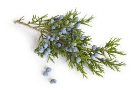 Healing Light Online Psychic Readings and Merchandise Organic Juniperberry 10 ml Essential Oil by Oils4life