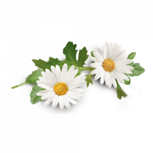 Healing Light Online Psychic Readings and Merchandise Organic Chamomile 5ml Essential oil by Oils4life