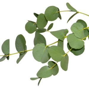 Healing Light Online Psychic Readings and Merchandise Organic Eucalyptus 10 ml Essential Oil by Oils 4life