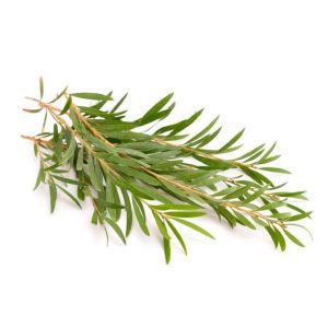 Healing Light Online Psychic Readings and Merchandise Organic Tea Tree Essential Oil by Oils4life