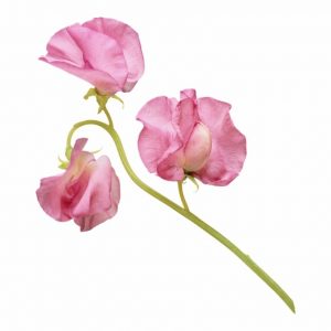Healing Light Online Psychic Readings and Merchandise Sweet Pea Fragrance Oil