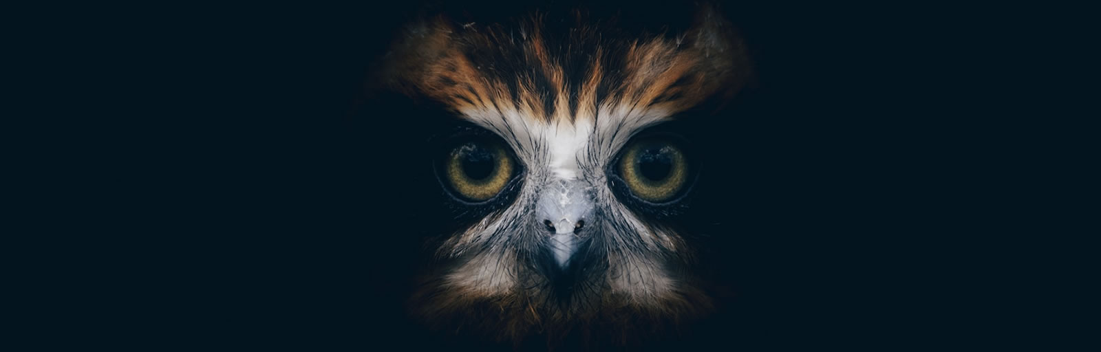 Healing Light, Spirit, Totem, & Power Animal Meanings, main photograph