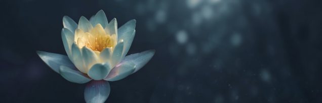 Healing Light, Mindfulness and Meditation: Enhancing Your Well-Being Main photograph